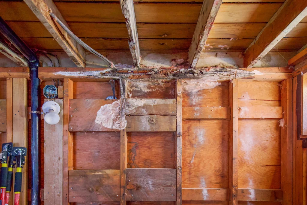 Dry rot forming on walls.