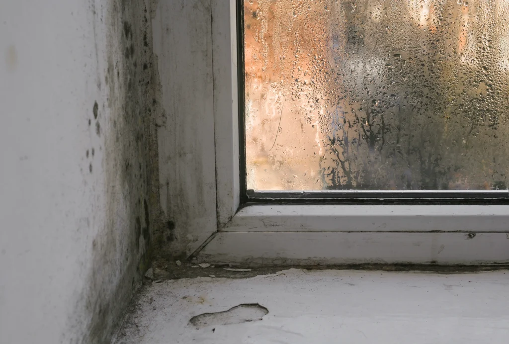 Onsite Pro Restoration | 24/7 Damage Restoration Services in Los Angeles, CA mold growing window