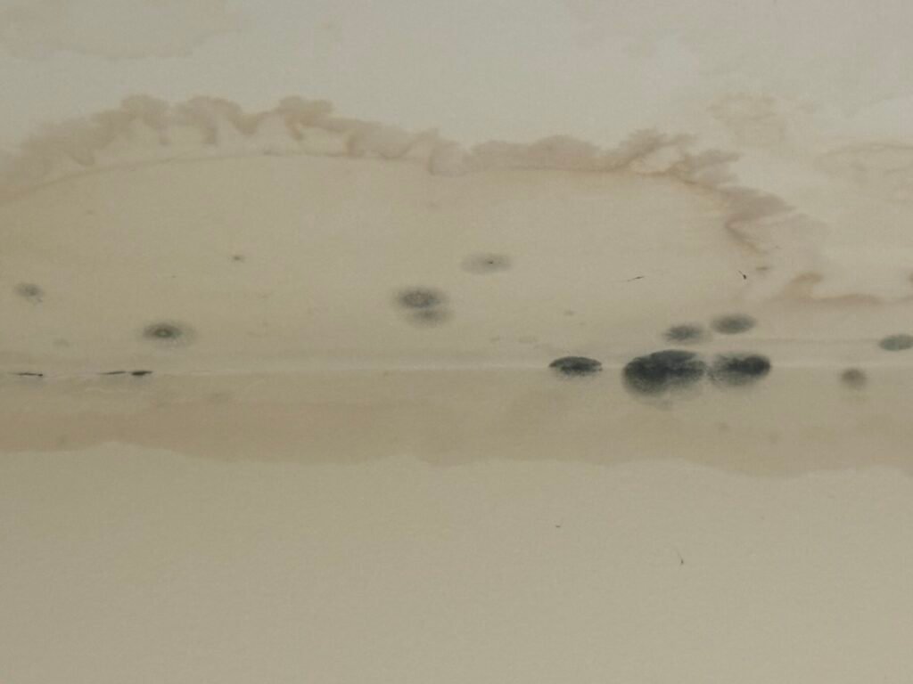Why Mold Removal Is Important for Your Los Angeles Home