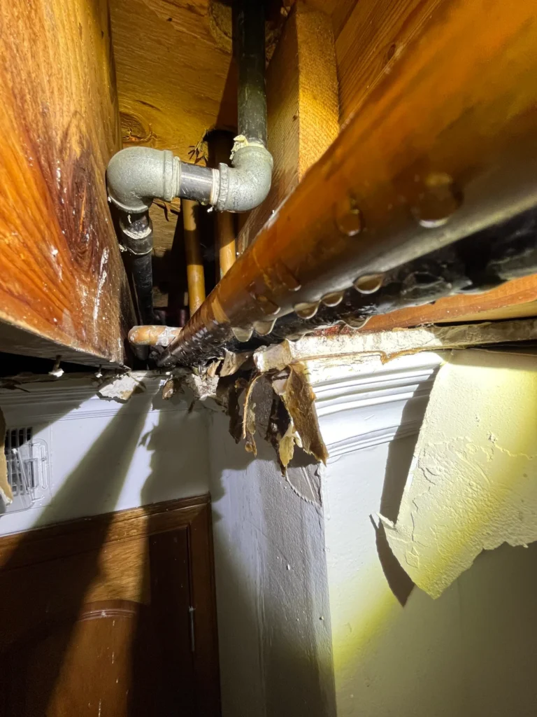 The Ultimate Guide to Mold Damage Removal: Why You Need a Specialist