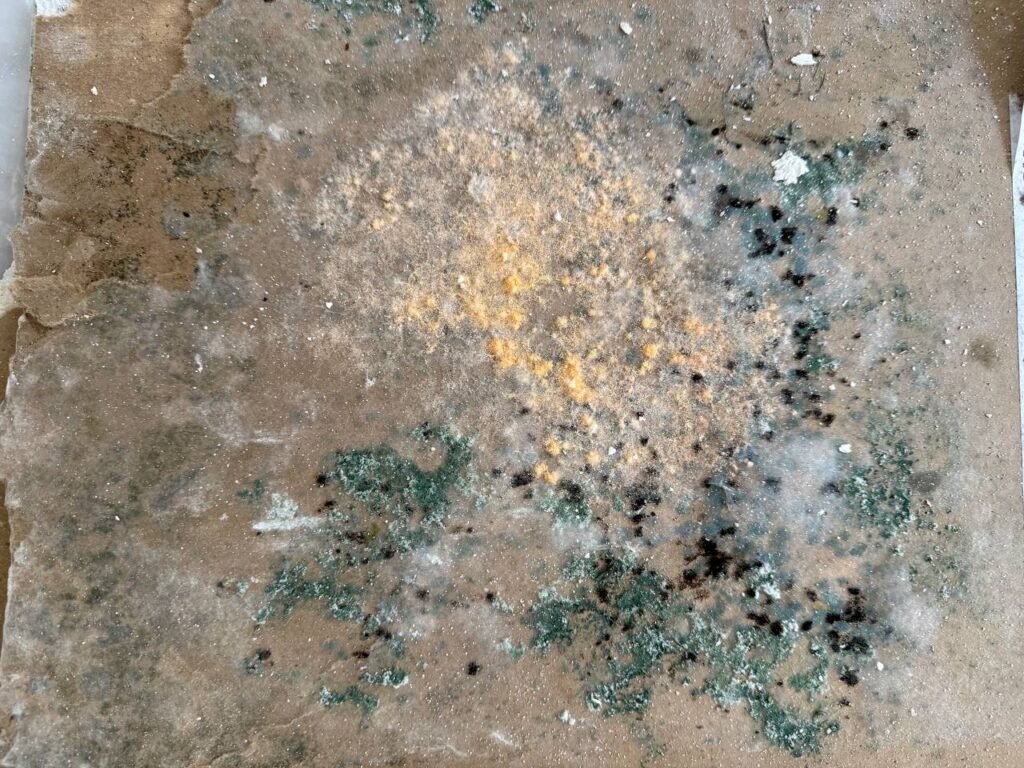 Why Mold Removal Is Important for Your Los Angeles Home