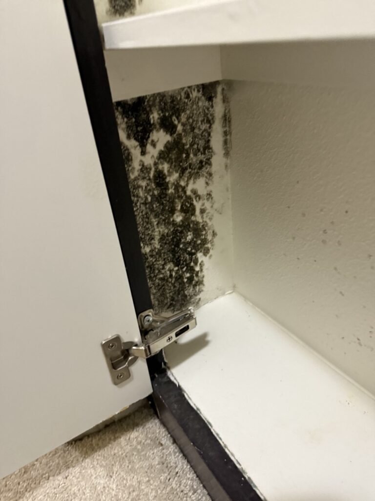 How Do I Know If It’s Mold? Signs Every Los Angeles Homeowner Should Recognize