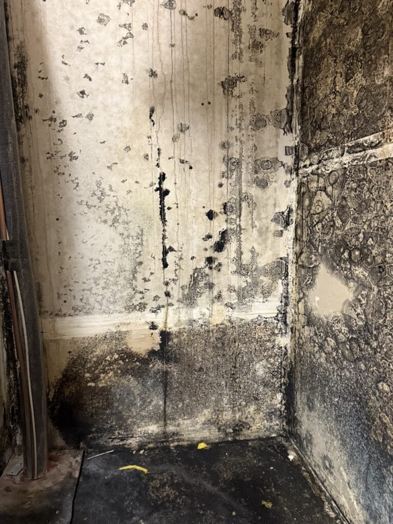 How Do I Know If It’s Mold? Signs Every Los Angeles Homeowner Should Recognize